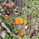 Waldtag mit Denise