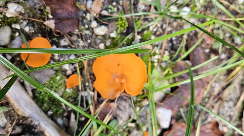 Waldtag mit Denise